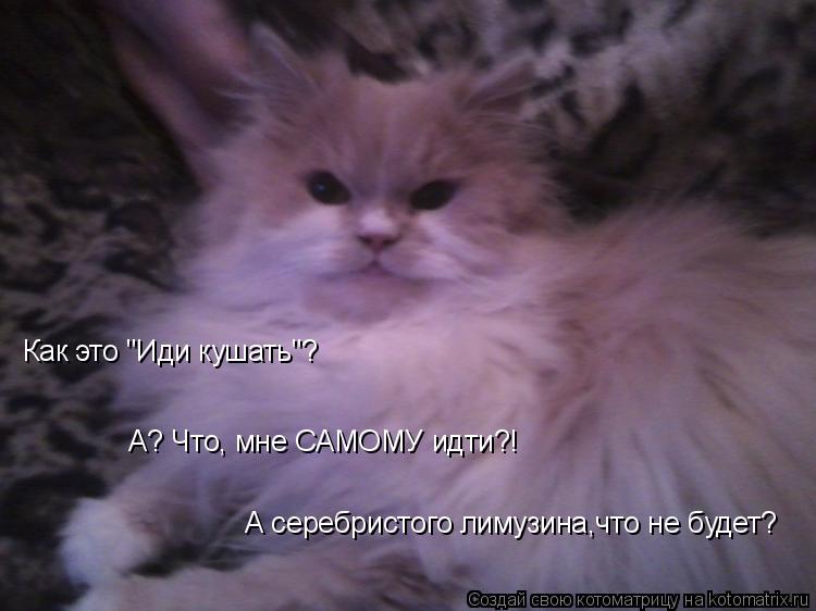 Котоматрица: Как это "Иди кушать"? А? Что, мне САМОМУ идти?! А серебристого лимузина,что не будет?