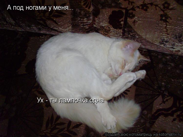 Котоматрица: А под ногами у меня... Ух - ты лампочка одна