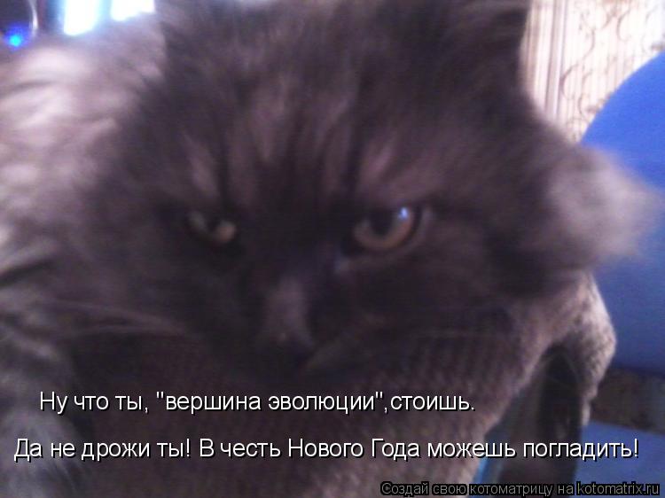 Котоматрица: Ну что ты, "вершина эволюции",стоишь. Да не дрожи ты! В честь Нового Года можешь погладить!