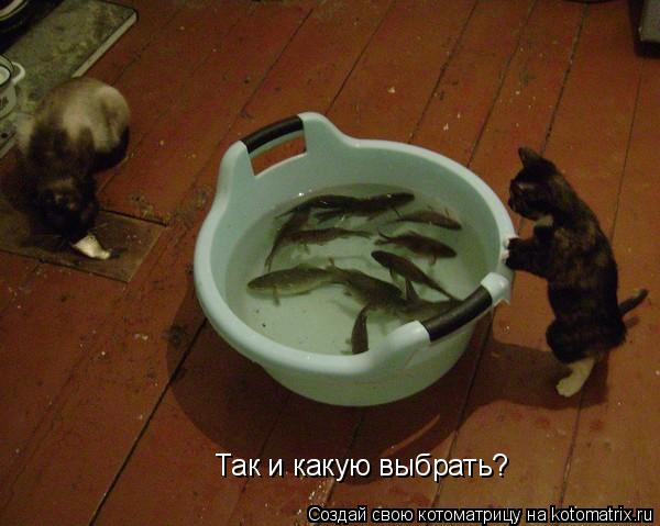 Котоматрица: Так и какую выбрать?