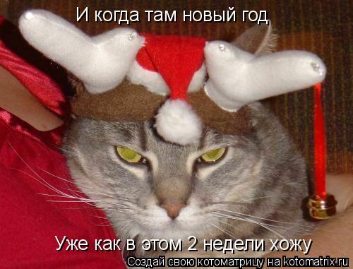Котоматрица: И когда там новый год  Уже как в этом 2 недели хожу
