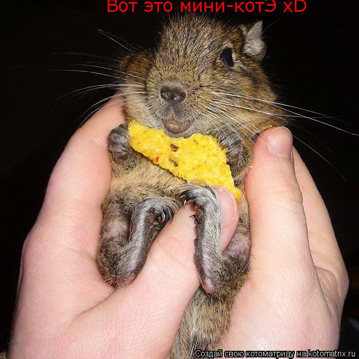Котоматрица: Вот это мини-котЭ xD