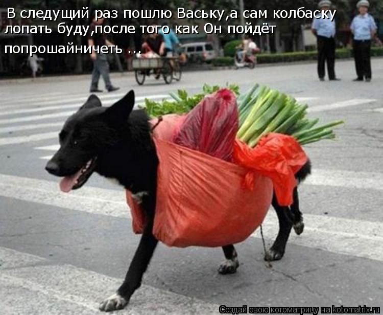 Котоматрица: В следущий раз пошлю Ваську,а сам колбаску лопать буду,после того как Он пойдёт  лопать буду,после того как Он пойдёт  попрошайничеть ...