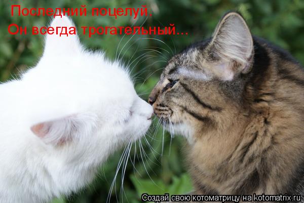 Последний поцелуй. Он всегда трогательный...... Котоматрица: Последний поцелуй. Он всегда трогательный...