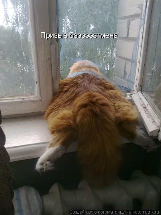 Котоматрица: Призыв бээээээтмена