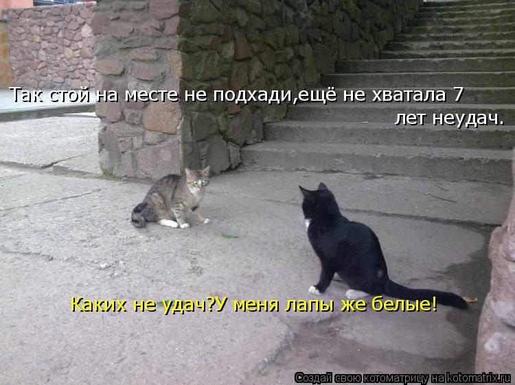 Котоматрица: Так стой на месте не подхади,ещё не хватала 7 лет неудач. Каких не удач?У меня лапы же белые!