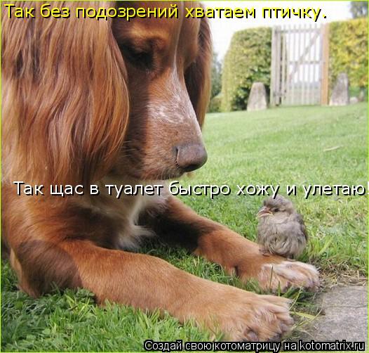Котоматрица: Так без подозрений хватаем птичку. Так щас в туалет быстро хожу и улетаю!