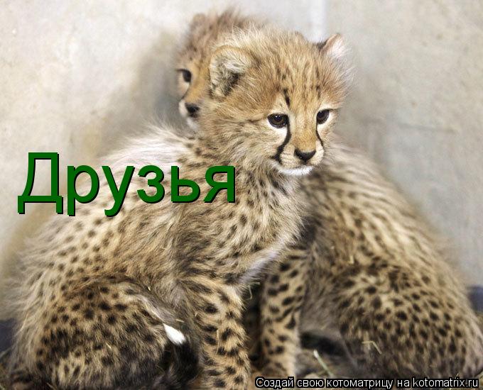 Котоматрица: Друзья