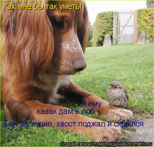 Котоматрица: Я ему кааак дам в лоб а он заскулил, хвост поджал и скрылся Эх мне бы так уметь!