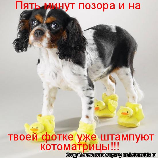 Котоматрица: Пять минут позора и на  твоей фотке уже штампуют  котоматрицы!!!