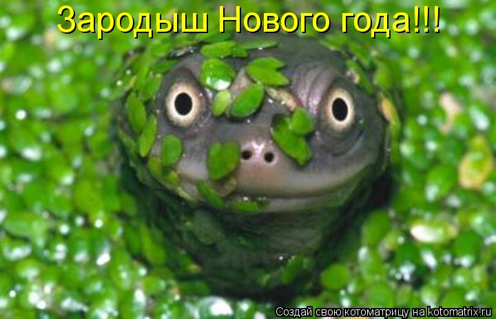 Котоматрица: Зародыш Нового года!!!