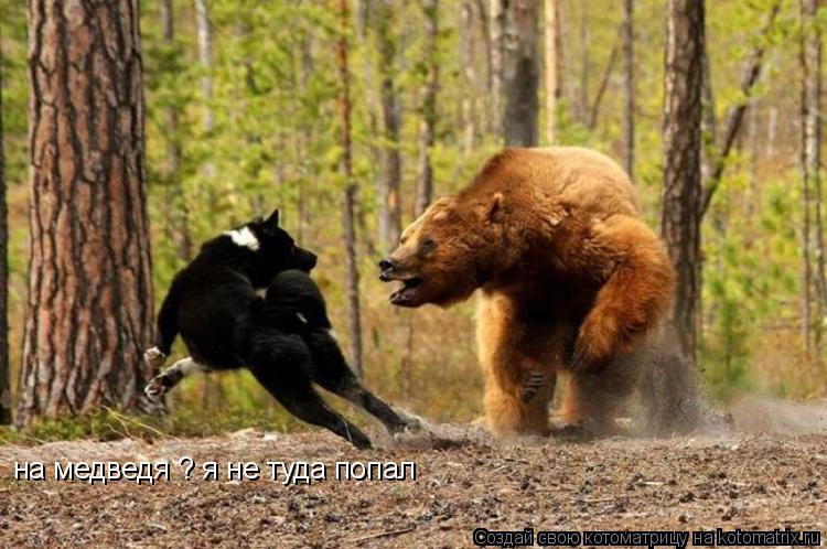 Котоматрица: на медведя ? я не туда попал