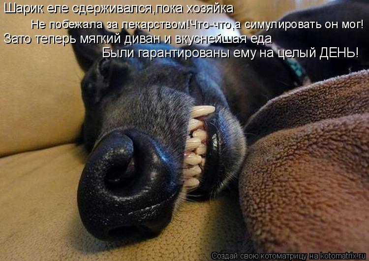 Котоматрица: Не побежала за лекарством!Что-что,а симулировать он мог! Шарик еле сдерживался,пока хозяйка Зато теперь мягкий диван и вкуснейшая еда Были 