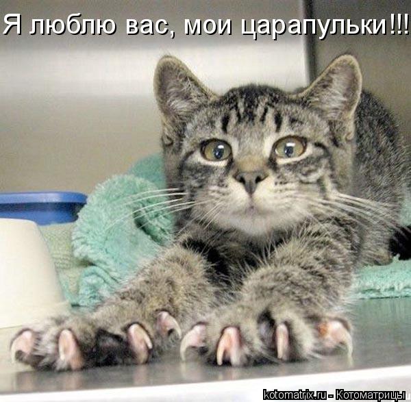 Котоматрица: Я люблю вас, мои царапульки!!!