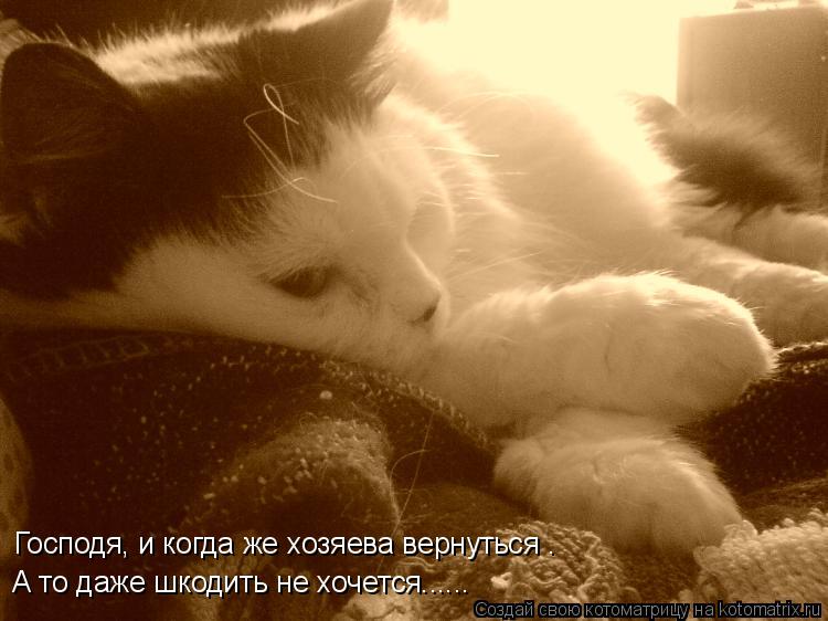 Котоматрица: Господя, и когда же хозяева вернуться …  А то даже шкодить не хочется......