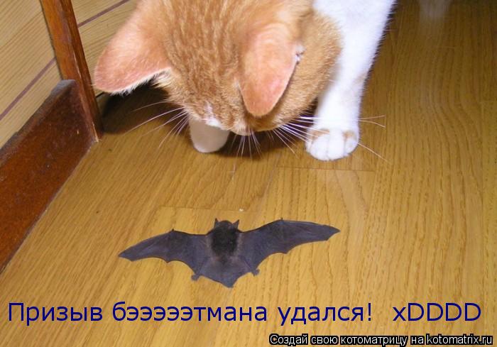 Котоматрица: Призыв бэээээтмана удался!  xDDDD