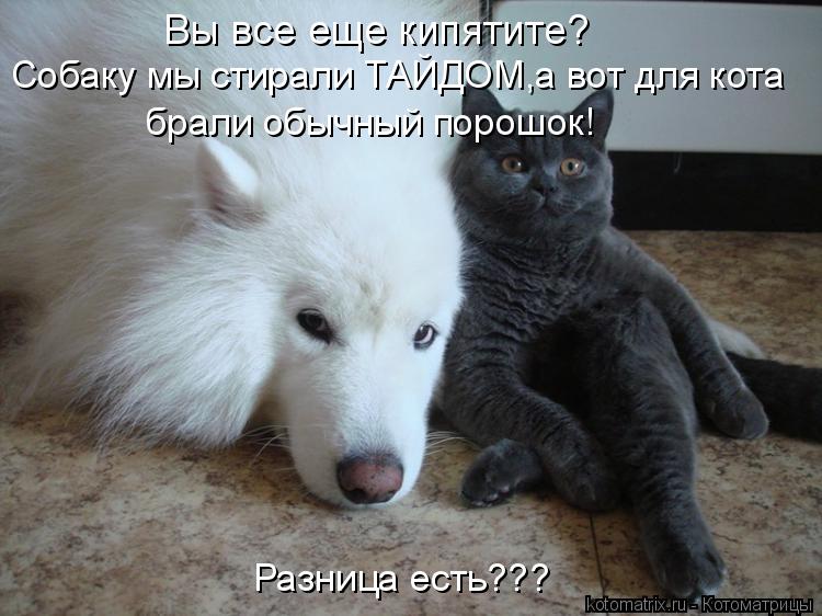 Котоматрица: Вы все еще кипятите? Собаку мы стирали ТАЙДОМ,а вот для кота брали обычный порошок! Разница есть???
