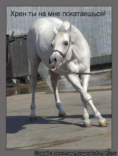 Котоматрица: Хрен ты на мне покатаешься!