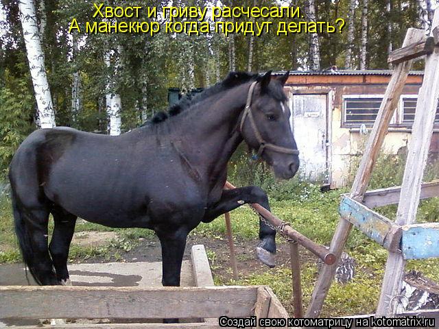 Котоматрица: Хвост и гриву расчесали. А манекюр когда придут делать?