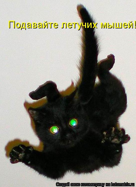 Котоматрица: Подавайте летучих мышей!