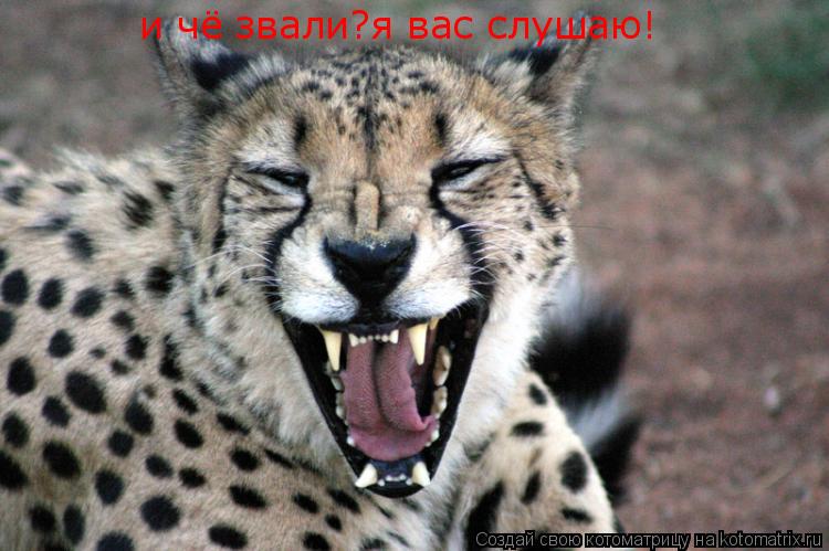 Котоматрица: и чё звали?я вас слушаю!