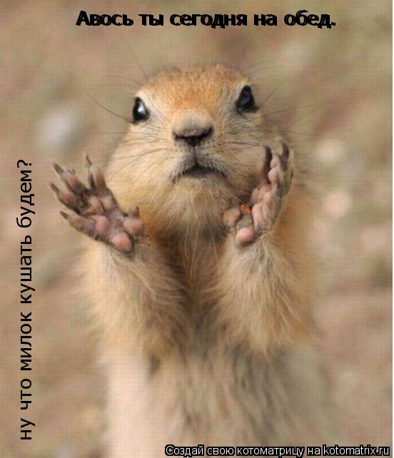 Котоматрица: ну что милок кушать будем? Авось ты сегодня на обед. Авось ты сегодня на обед.