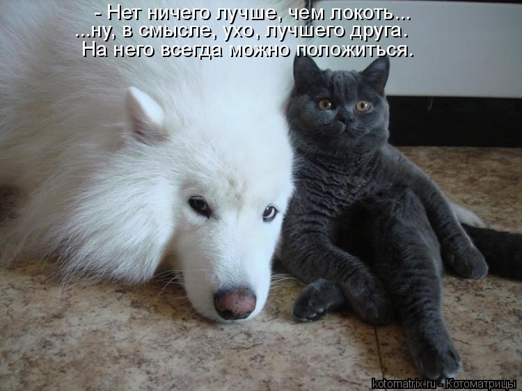 Котоматрица: - Нет ничего лучше, чем локоть... ...ну, в смысле, ухо, лучшего друга. На него всегда можно положиться.