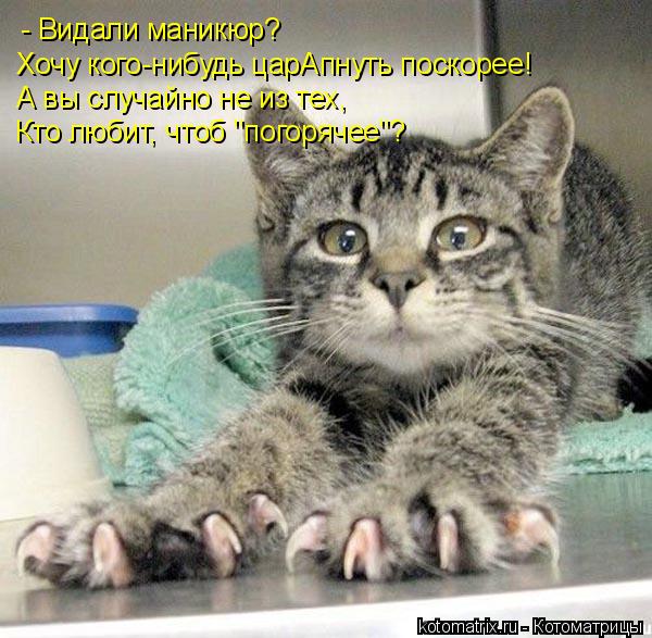 - Видали маникюр? Хочу кого-нибудь царАпнуть поскорее! А вы случайно не из тех, Кто любит, чтоб "пого... Котоматрица: - Видали маникюр? Хочу кого-нибудь царАпнуть поскорее! А вы случайно не из тех, Кто любит, чтоб "погорячее"?
