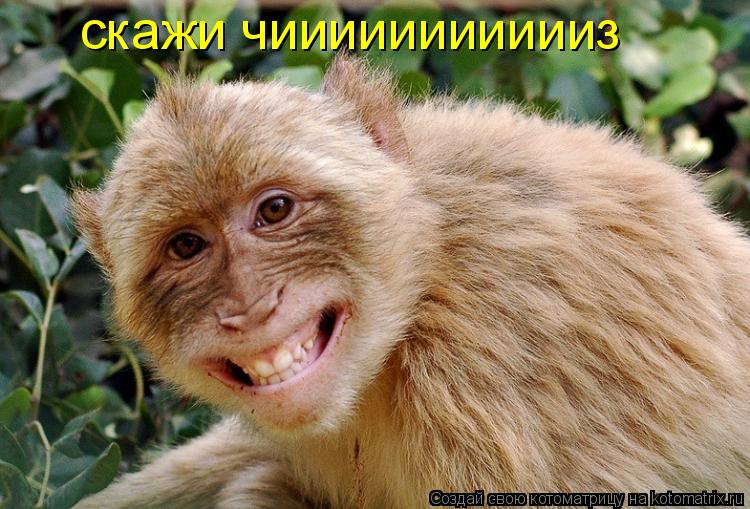 Котоматрица: скажи чиииииииииииз