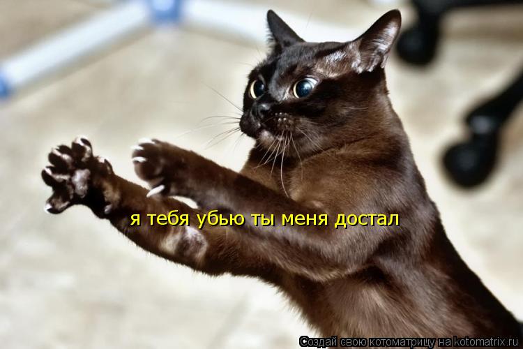 Котоматрица: я тебя убью ты меня достал