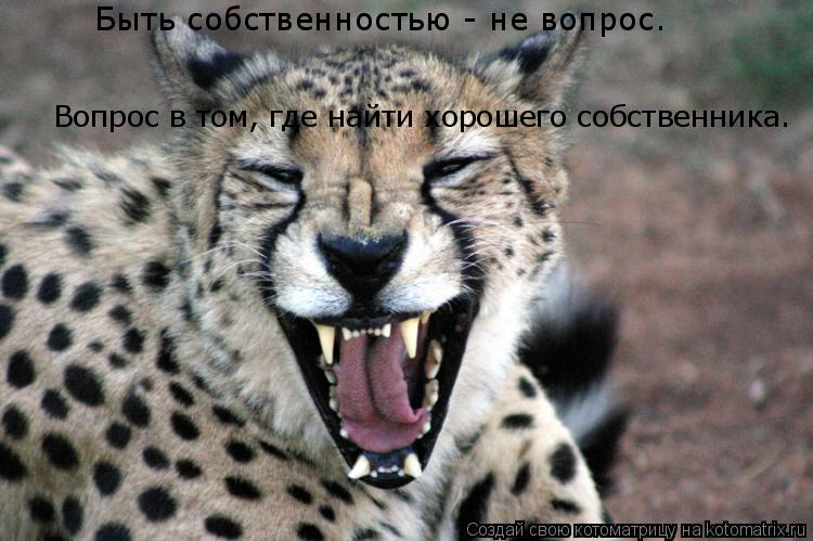 Котоматрица: Быть собственностью - не вопрос.   Вопрос в том, где найти хорошего собственника.