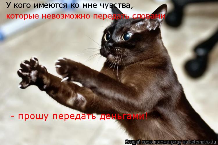 Котоматрица: У кого имеются ко мне чувства,  которые невозможно передать словами  - прошу передать деньгами!