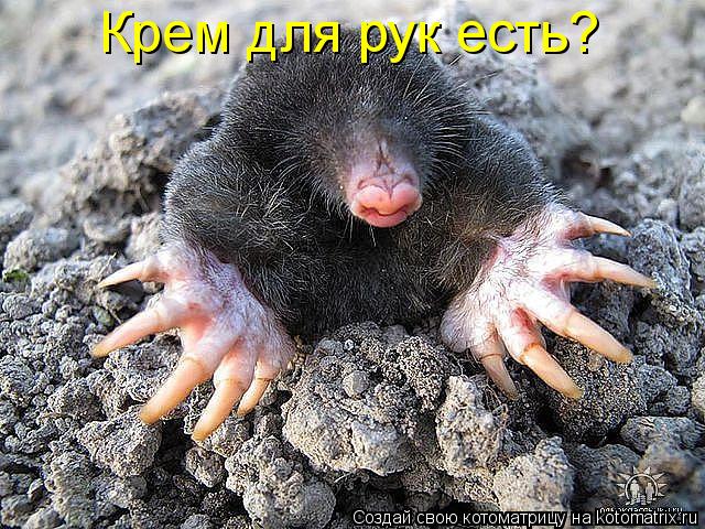 Крем для рук есть?... Котоматрица: Крем для рук есть?