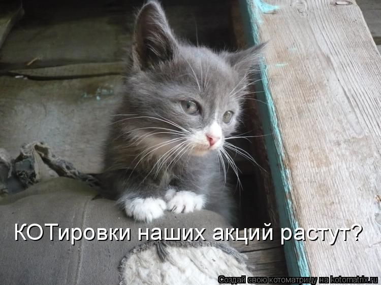 Котоматрица: КОТировки наших акций растут?