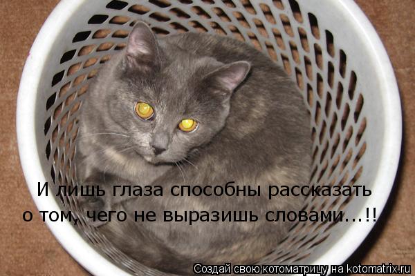 Котоматрица: И лишь глаза способны рассказать  о том, чего не выразишь словами...!!