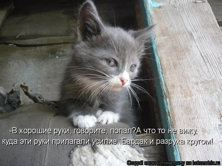Котоматрица: -В хорошие руки, говорите, попал?А что то не вижу,  куда эти руки прилагали усилие..Бардак и разруха кругом!