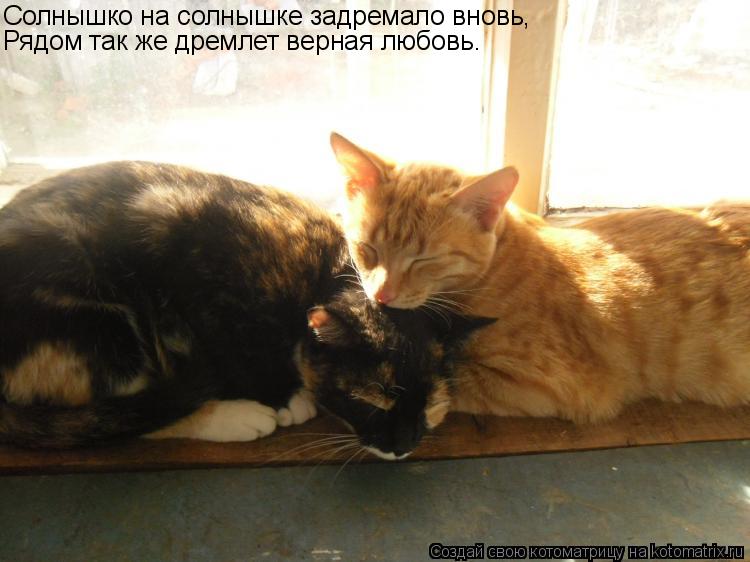 Котоматрица: Солнышко на солнышке задремало вновь, Рядом так же дремлет верная любовь.