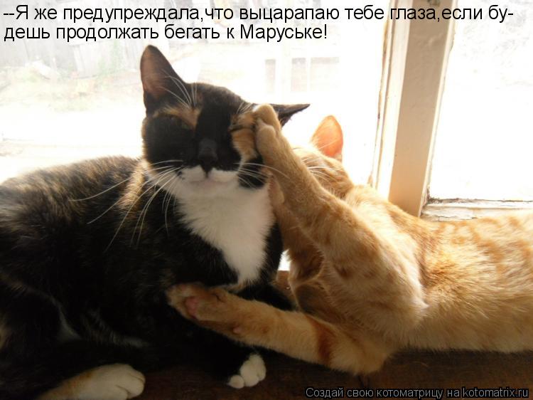 Котоматрица: --Я же предупреждала,что выцарапаю тебе глаза,если бу- дешь продолжать бегать к Маруське!