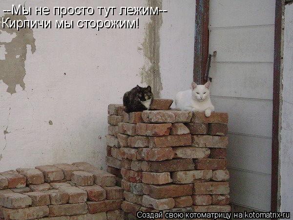 Котоматрица: --Мы не просто тут лежим-- Кирпичи мы сторожим!