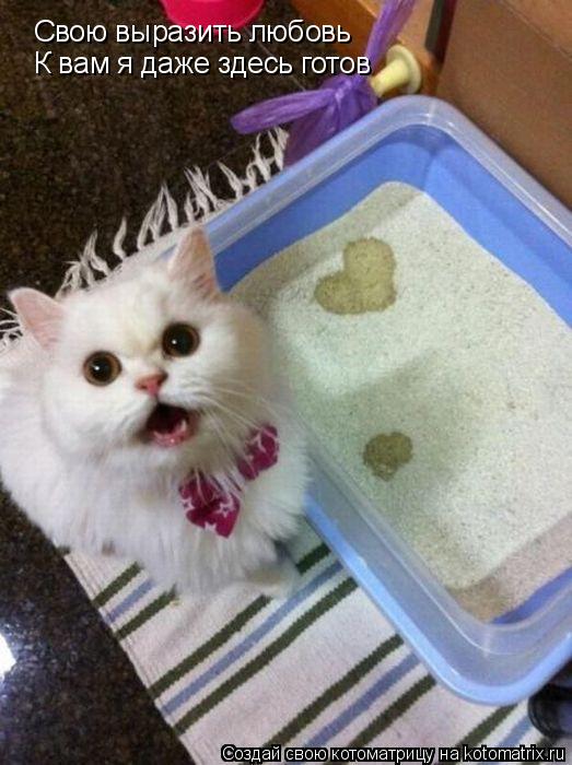 Котоматрица: Свою выразить любовь К вам я даже здесь готов