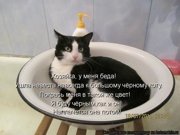 Котоматрица: Хозяйка, у меня беда! Ушла невеста навсегда к большому чёрному коту. Покрась меня в такой же цвет! Я буду чёрным,как и он! Наплачется она пото