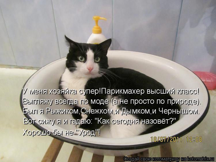 Котоматрица: У меня хозяйка супер!Парикмахер высший класс! Выгляжу всегда по моде (а не просто по природе). Был я Рыжиком,Снежком,и Дымком,и Чернышом. Вот 
