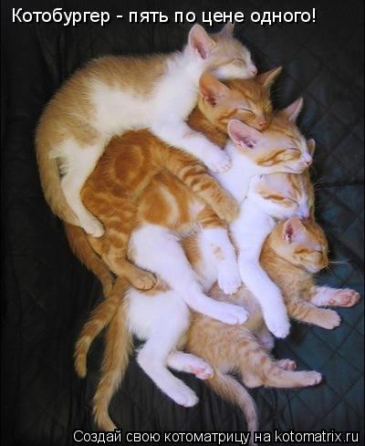 Котоматрица: Котобургер - пять по цене одного!