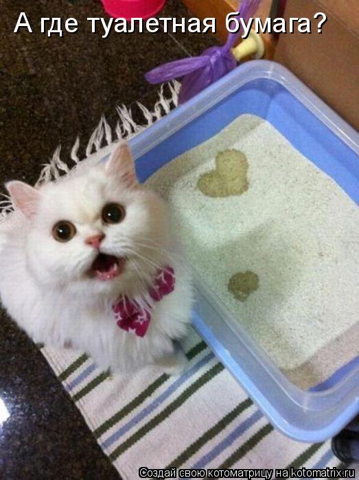 Котоматрица: А где туалетная бумага?