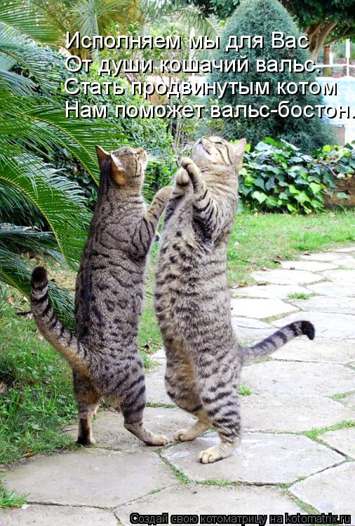 Котоматрица: Нам поможет вальс-бостон. Стать продвинутым котом От души кошачий вальс. Исполняем мы для Вас