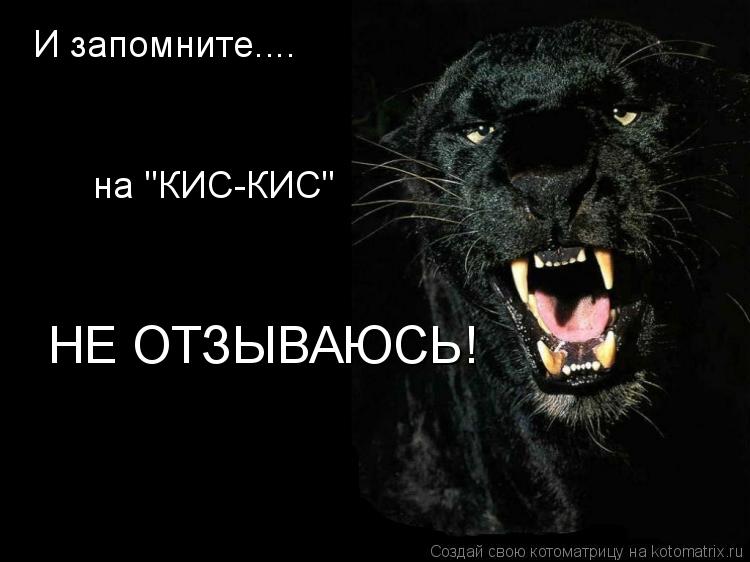 Котоматрица: И запомните.... на "КИС-КИС" НЕ ОТЗЫВАЮСЬ!