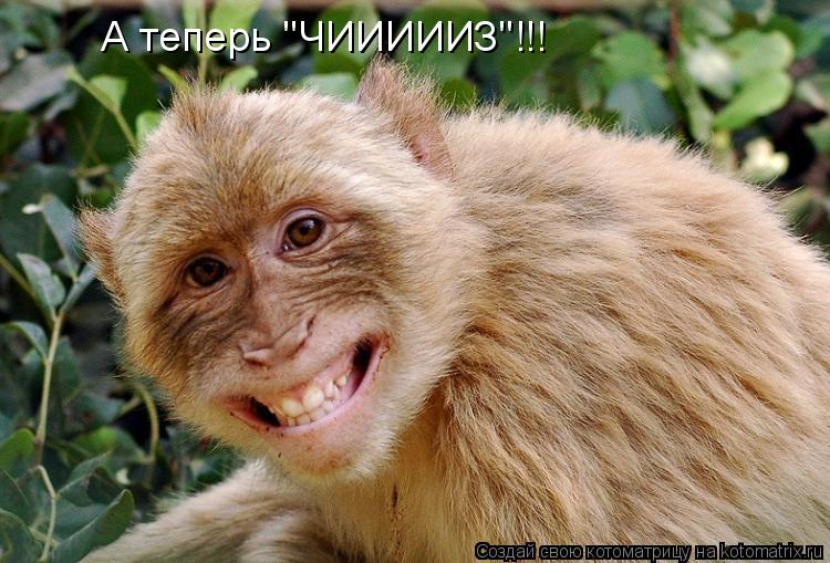 Котоматрица: А теперь "ЧИИИИИЗ"!!!