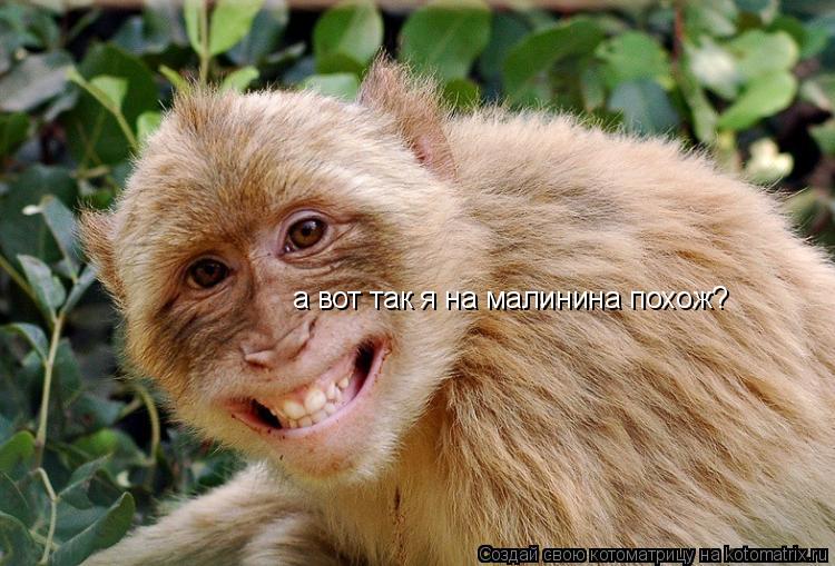 Котоматрица: а вот так я на малинина похож?