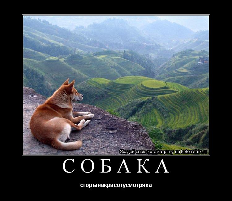 собака сгорынакрасотусмотряка... Котоматрица: собака сгорынакрасотусмотряка