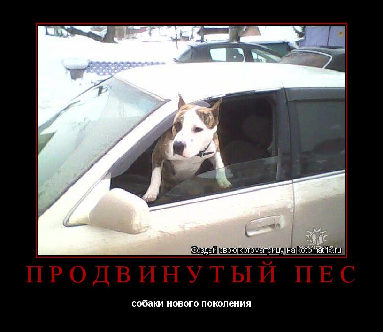 Котоматрица: продвинутый пёс собаки нового поколения